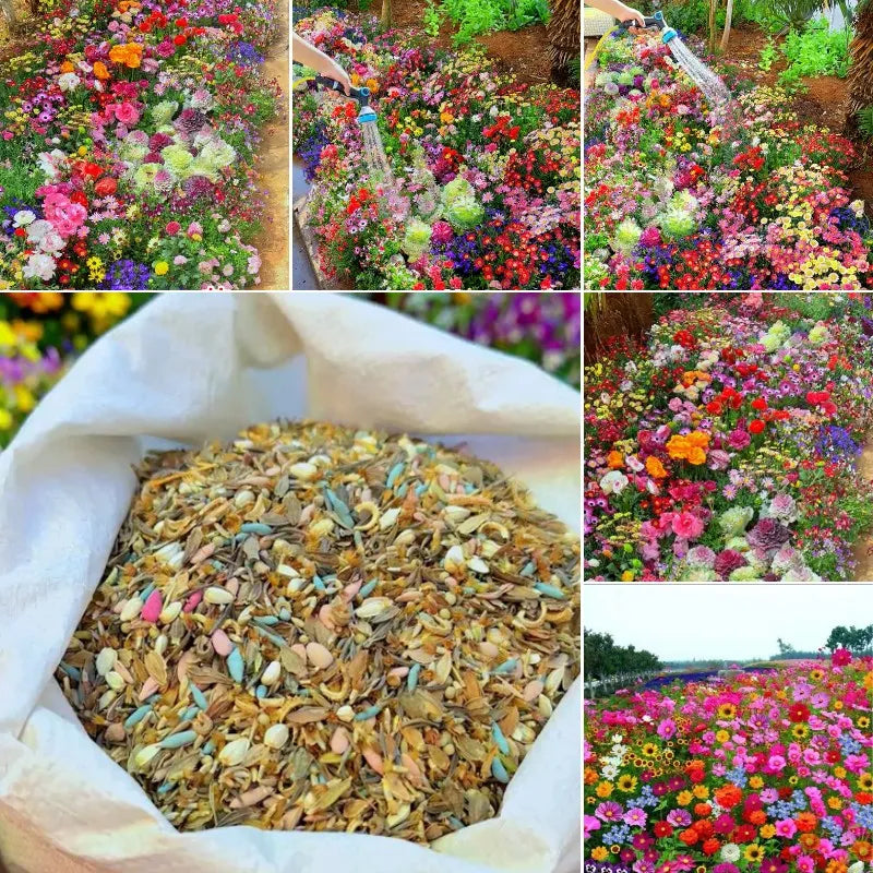 Buy Varieties of Flower Seeds (Pack of 100) + FREE Plant Growth Promoter