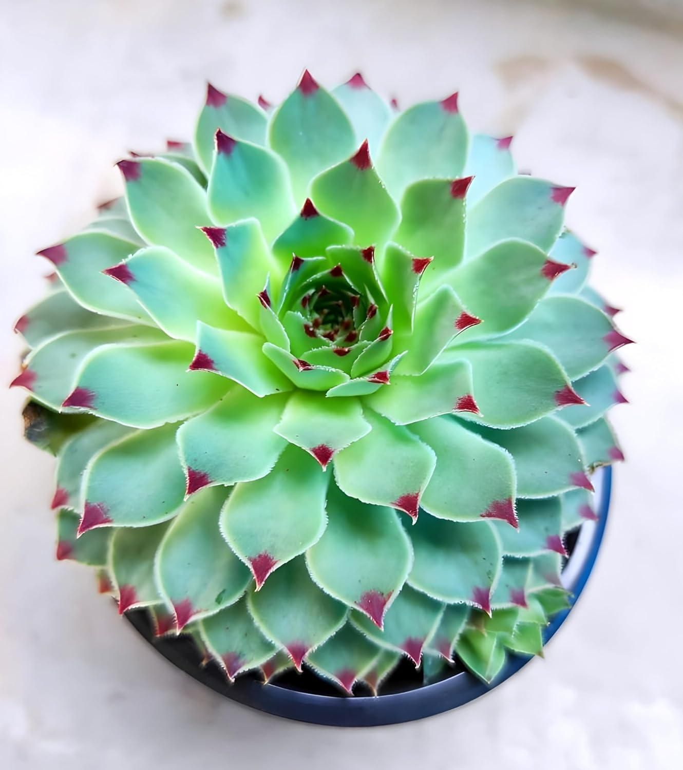 Lakshmi Kamal Vastu Plant -Get Flat 50% Off😍