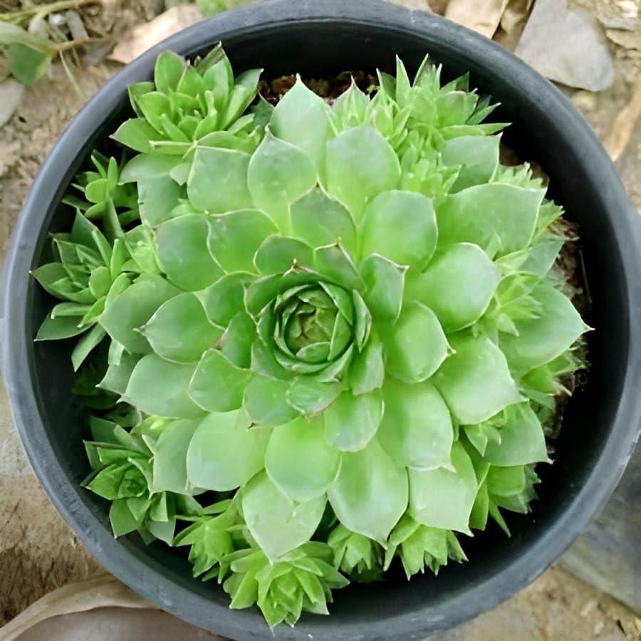 Lakshmi Kamal Vastu Plant -Get Flat 50% Off😍