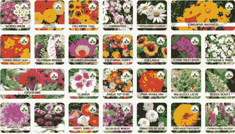 Buy Varieties of Flower Seeds (Pack of 100) + FREE Plant Growth Promoter