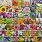 Buy Varieties of Flower Seeds (Pack of 100) + FREE Plant Growth Promoter