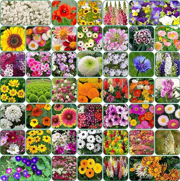 Buy Varieties of Flower Seeds (Pack of 100) + FREE Plant Growth Promoter