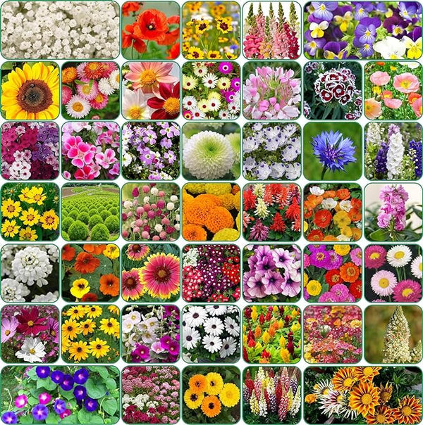 Buy Varieties of Flower Seeds (Pack of 100) + FREE Plant Growth Promoter